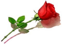 rose